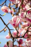 blommande magnolia i vårblommor på ett träd mot en ljusblå himmel
