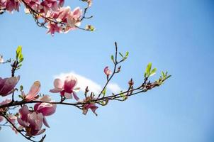 blommande magnolia i vårblommor på ett träd mot en ljusblå himmel foto