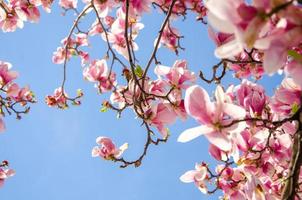 blommande magnolia i vårblommor på ett träd mot en ljusblå himmel foto