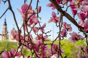 blommande magnolia i vårblommor på ett träd mot en ljusblå himmel foto