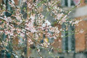 stänga upp av snö på de blommor- snöar på de träd foto