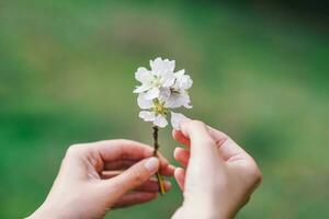 en stänga upp av en blomma med de ord körsbär på den foto