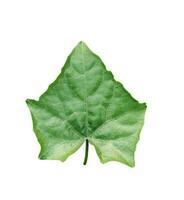 grön löv png transparent vit bakgrund foto