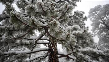 frostig gran träd står lång i snö täckt skog genererad förbi ai foto