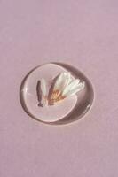 en släppa av transparent kosmetisk gel med echinacea på en lila bakgrund. foto