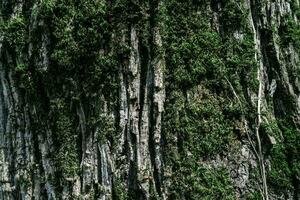 naturlig bakgrund med de textur av de bark av en verklig träd. foto