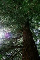 jätte redwood träd se från Nedan till de himmel genom de grenar. foto