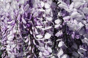 underbar naturlig bakgrund av lila blåregn blommor. foto