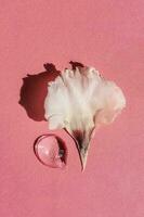 en släppa av transparent kosmetisk gel med blomma på en rosa bakgrund. foto