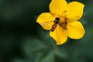 gul ranunkel bulbosus och hoverfly på en naturlig grön bakgrund. foto