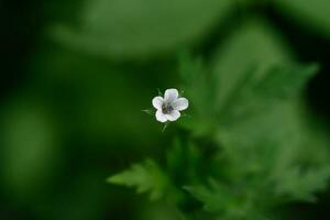 geranium blomma på en naturlig grön bakgrund. foto