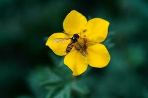 gul ranunkel bulbosus och hoverfly på en naturlig grön bakgrund. foto