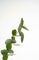 en grön gren av eukalyptus på en vit bakgrund. foto