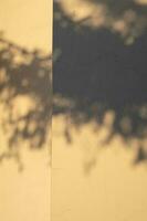 de skugga av en gran träd på de vägg i de ljus av de miljö Sol. foto