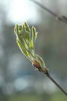 en gren med ung löv i naturlig betingelser i vår. foto