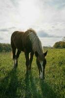 häst i de fält natur äter gräs landskap foto