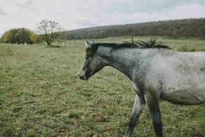 häst i de fält promenad natur djur landskap foto