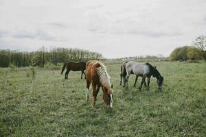 häst i de fält däggdjur natur djur däggdjur landskap foto