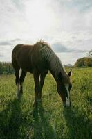 natur landskap häst i de fält äter gräs djur foto