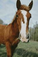 natur fält hästar däggdjur djur landskap oförändrad foto