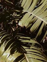 tropiska palmblad foto