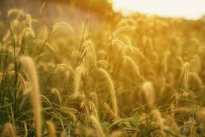 selektiv mjuk fokus av strand torr gräs, vass, stjälkar blåser i de vind på gyllene solnedgång ljus foto