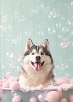 söt alaskan malamute hund i en små badkar med tvål skum och bubblor, söt pastell färger, generativ ai. foto