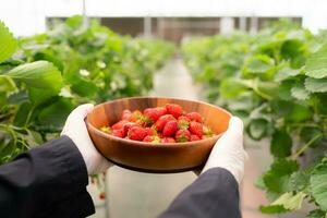 organisk jordgubbar, färsk, rena, säker från kemikalier foto