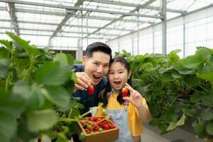 en far och dotter besök ett organisk jordgubb trädgård på en stängd odla. ha roligt plockning jordgubbar tillsammans. foto