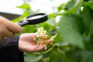 vetenskapsmän är undersöker de mognad av jordgubb blommar. i de stängd jordgubb trädgård foto