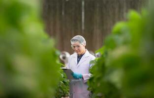 vetenskapsmän är granskning de tillväxt av jordgubbar vuxen med vetenskaplig teknologi i en stängd jordgubb trädgård foto