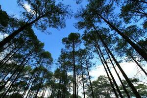 grupp av hög tall träd i djup djungel eller skog med klar blå himmel och vit moln bakgrund på phu hin rong kla nationell parkera, phitsanulok, thailand. natur tapet och topp se av ovan huvud. foto