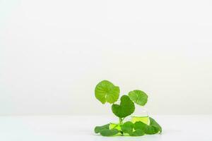 vit bakgrund centella asiatica har dig för biologisk experimentera presentation centella asiatica löv och grön vatten i biologisk testa rör. foto