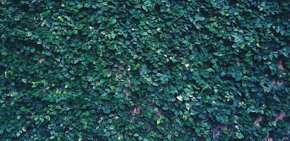 grön löv vägg för bakgrund på trädgård parkera i blå årgång tona - skönhet av natur, tapet, tillväxt och planen liv begrepp. foto