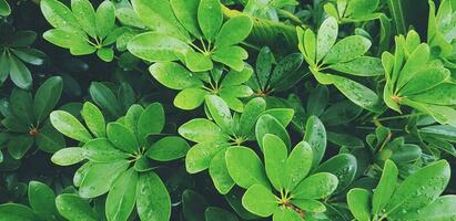 färsk grön växt eller löv våt regn vatten efter regnar dag i de trädgård för bakgrund i årgång tona. tapet, tillväxt och skönhet av natur. vatten släppa på blad foto