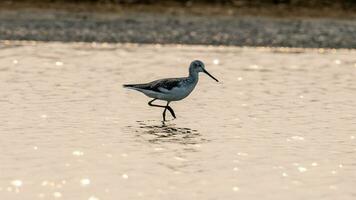 allmänning greenshank gående längs de Strand av de sjö. foto