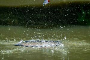 storknäbb kungsfiskare flygande med fisk foto