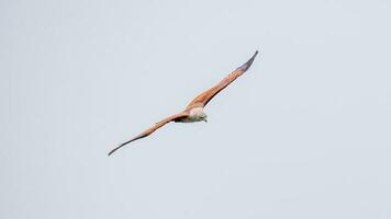 brahminy drake flygande i de himmel i natur av thailand foto