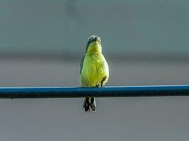 olivbakad sunbird uppflugen på tråd foto