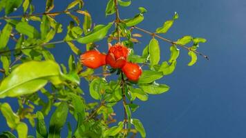 granatäpple på de träd blå himmel bakgrund foto