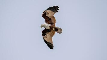 brahminy drake flygande i de himmel i natur av thailand foto