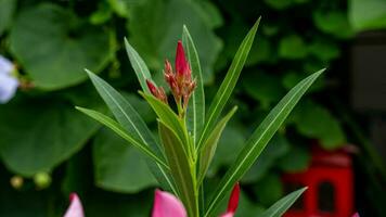 nerium oleander l. blomning i de trädgård foto