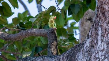 alexandrin parakit, alexandrin papegoja uppflugen på träd foto