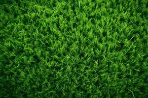 textur gräs fält foto