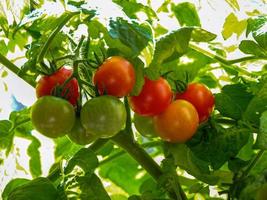 mogna och omogna tomater som utvecklas på ett fackverk foto