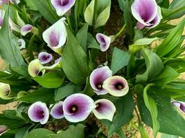 skön mörk lila blommor Zantedeschia under de Sol foto