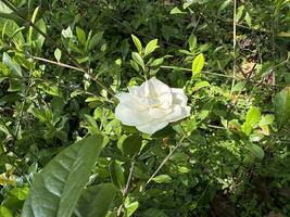 vit gardenia blommor under de Sol foto