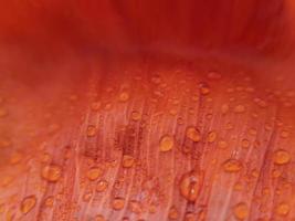 makro vallmo kronblad med regndroppar på den. stock foto.