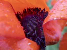 makro vallmo blomma inuti med regndroppar på den. stock foto.