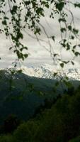 de topp av berg, kaukasus berg räckvidd, sett genom björk grenar foto